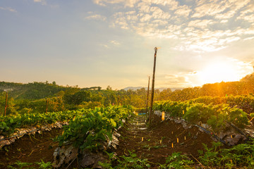Fototapeta premium beautiful strawberries farm in the morning.