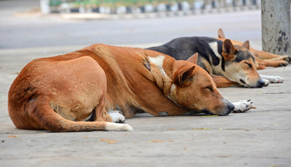 mixed breed feral stray Asian homeless street dog stock photo