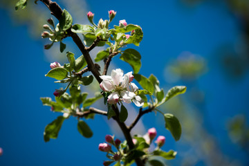 Apfel-Blüten in verschiedenen Schärfen