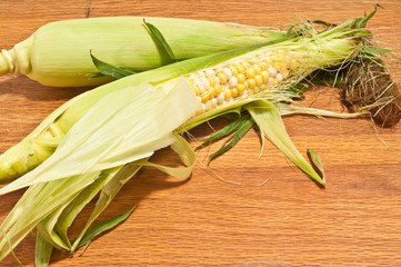 Top view, close distance, of two freshly picked ears of corn, with one the husk pulled back, to reviel yellow and white corn curnals, on a wood cutting board