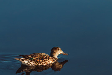 Female Mallard duck on water