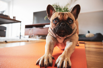 French Bulldog puppy stretching on yoga mat