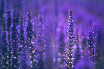 Close up of purple decorative sage flowers field. Beautiful summer garden violet floral bloom background. Salvia Bumbleberry, Woodland Sage. Selective focus. 