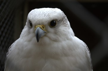 Saker Falcon, a hunting bird for falconry. Falco cherrug