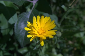 Yellow Marigold Flower Caléndula officinalis