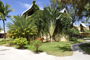 Fototapeta premium Mauritius_Pflanzen_02