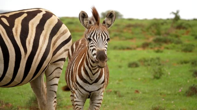 Baby Zebra looks at camera and smiles in Addo Park, medium static shot