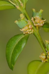Blütenstände des Buchsbaumen, Blühender Buchs, Buchs Blüten und Früchte, Buchsbaumblüten und Blätter