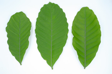 Three green leaf on white background