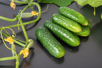 Group of green pickling cucumbers with leaves and flowers in on black background