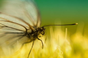 Stunning beautiful butterflies sitting on flowers