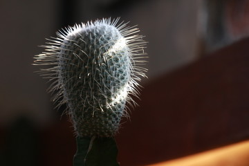 선인장