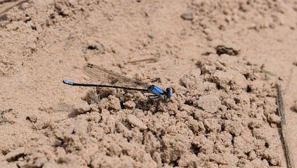 blue dragonfly on the ground