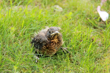Petit merle noir tombé du nid