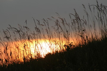sunset in the grass