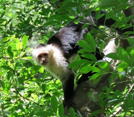 capuchin monkey looking at camera