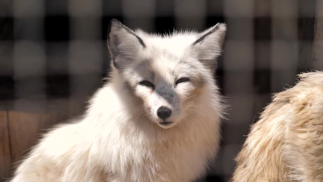 In the zoo. White and red fox sitting in a cage. Portrait.