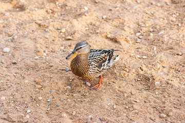 A female mallard duck on the bank of a river, in the spring