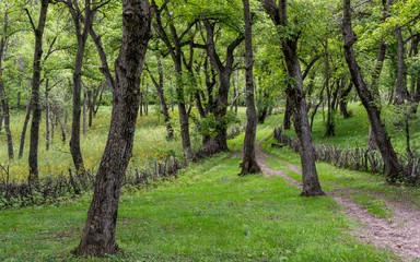 Walnut Forest Arslanbob Kyrgyzstan