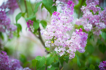 lilac flowers in the park