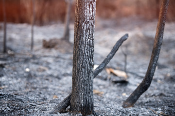 Wildfire burnt tree  bush and ashes.