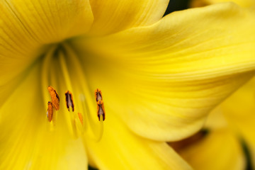 yellow flower on macro