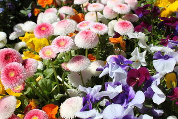 Gänseblümchen © Martina