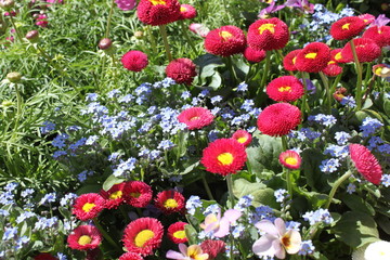 Gänseblümchen © Martina