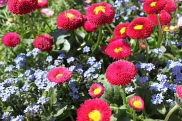 Gänseblümchen