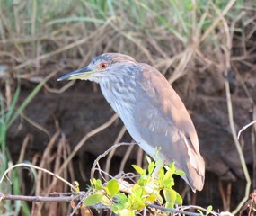 young black-crowned night heron bird resting