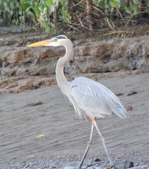 great blue heron