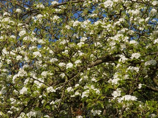 Obraz na płótnie Canvas white flowers of pear tree at spring