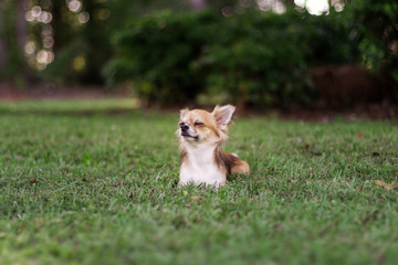 Little puppy sits on green grass and looks around. Brown American chihuahua is relaxing in park. Little dog lies on green grass on summer day