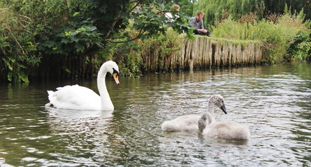 Mother Swan and babies