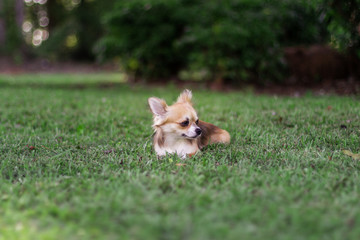 Naklejka na ściany i meble Little puppy sits on green grass and looks around. Brown American chihuahua is relaxing in park. Little dog lies on green grass on summer day