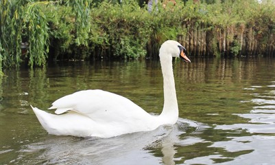 Naklejka premium swan on the lake
