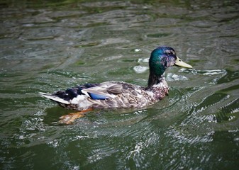 duck in the water