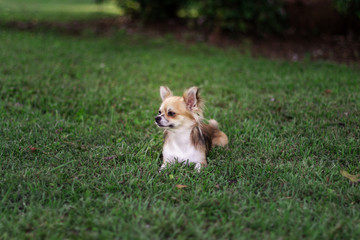 Little puppy sits on green grass and looks around. Brown American chihuahua is relaxing in park. Little dog lies on green grass on summer day