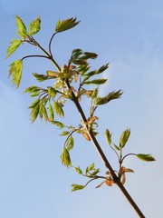leaves of maple tree at spring