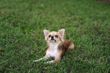 Little puppy sits on green grass and looks around. Brown American chihuahua is relaxing in park. Little dog lies on green grass on summer day
