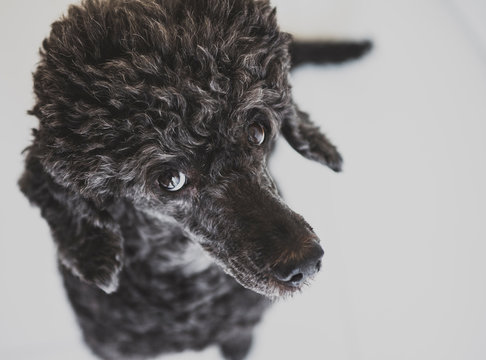 barboncino barbone cane poodle nero riccio riccioli ritratto