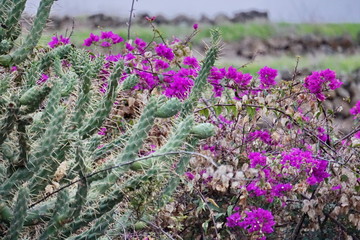 Teneriffa,#0405