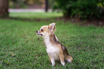 Little puppy sits on green grass and looks around. Brown American chihuahua is relaxing in park. Little dog lies on green grass on summer day