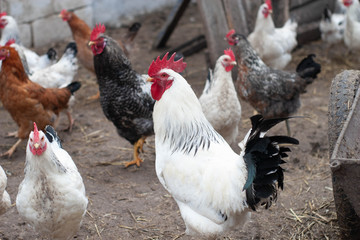 cock
