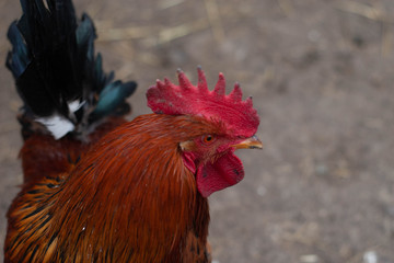 cock