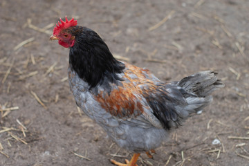 cock