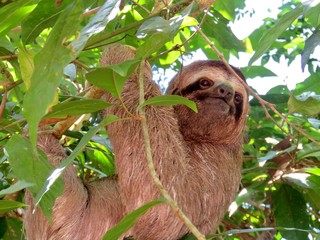 three toed sloth in a tree © Zoe