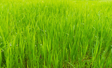 Green grass background for design