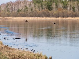 Two mallard ducks. Mating season.