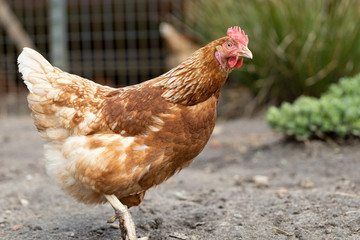 Huhn in Freilandhaltung